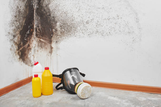 Best HVAC Mold Remediation in Concord, MO