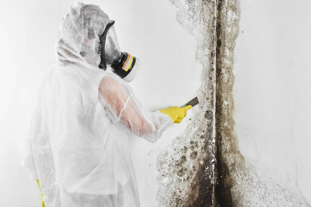 Best HVAC Mold Remediation in Concord, MO