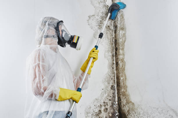 Best Residential Mold Remediation in Concord, MO