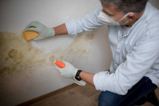 Best Industrial Mold Remediation in Concord, MO