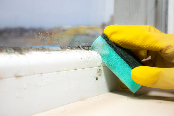 Best Emergency Mold Remediation in Concord, MO