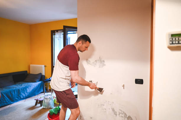 Best Black Mold Remediation in Concord, MO