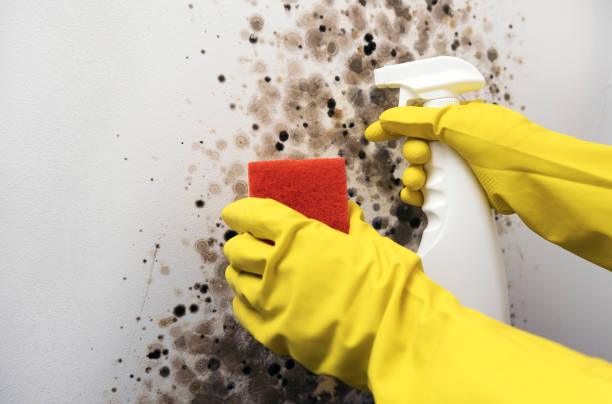 Best Health and Safety Mold Remediation in Concord, MO