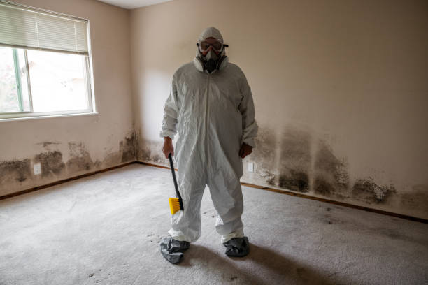 Best Crawl Space Mold Remediation in Concord, MO