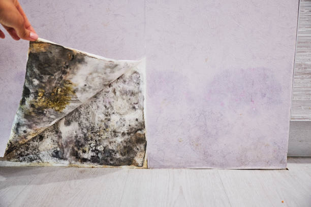 Concord, MO Mold Remediation Company